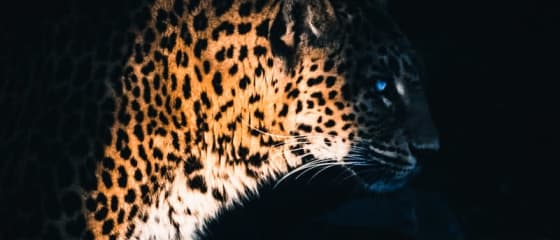 Yggdrasil kooperiert mit ReelPlay, um die Jaguar SuperWays aus Bad Dingo zu verÃ¶ffentlichen